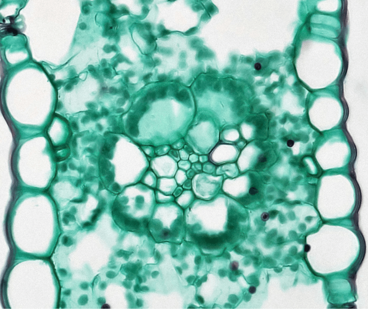 Alpine botanical cells under the microscope