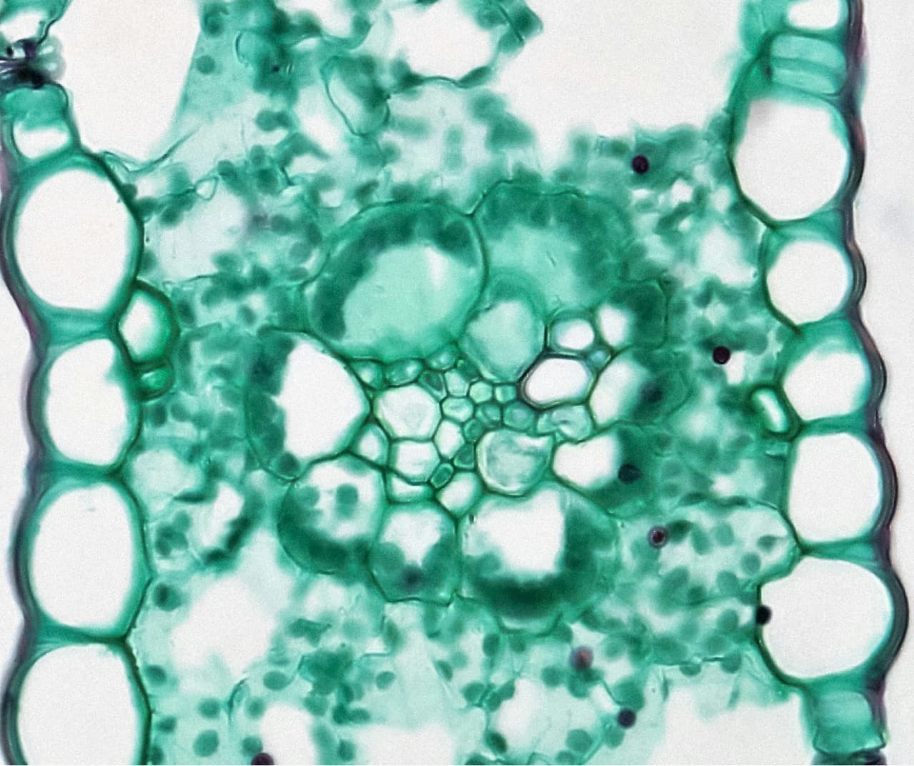Alpine botanical cells under the microscope